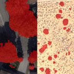 aidash tree detection model v6 featured image